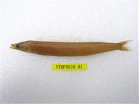 藏品(臺灣標槍魚(玉筋魚))的圖片